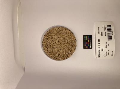 Click for 1 image(s) for this accession. SEED